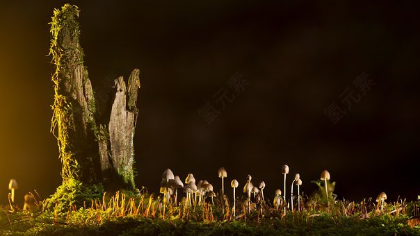 蘑菇,小蘑菇,海绵,性质,免費的照片,免费图片