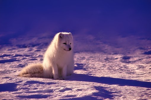 挪威,福克斯,北极,动物,野生动物,雪,美丽,免費的照片,免费图片