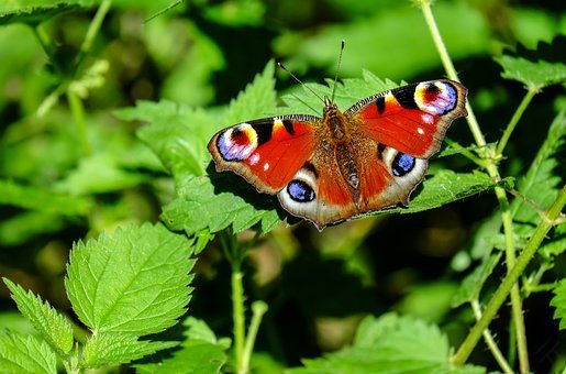 孔雀蝴蝶,蝴蝶,昆虫,丰富多彩,性质,免費的照片,免费图片