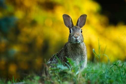 兔,野兔,动物,野生动物,兔子,特写,自然,免費的照片,免费图片