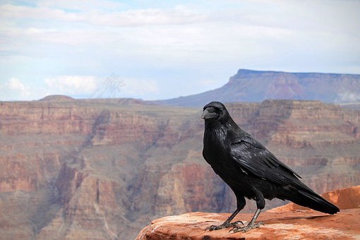 乌鸦,鸟,大峡谷国家公园,国家公园,黑,亚利桑那州,动物,野生动物,免