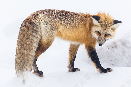 红狐,野生动物,雪,冬天,肖像,走,自然,捕食者,vulpes vul