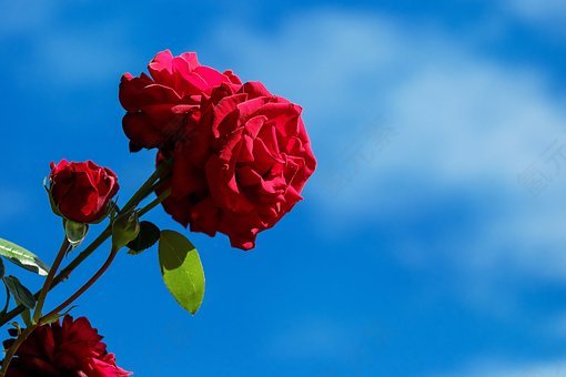 玫瑰,花,开花,盛开,红色,天空,免費的照片,免费图片