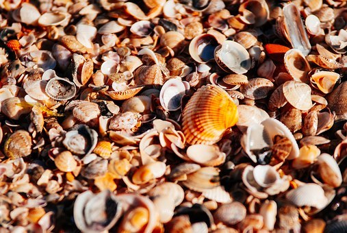 海,海滩,橙色,岸,珍珠,贝壳,免費的照片,免费图片