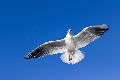 海鸥,飞行,鸟,飞,野生动物,野生,动物,翱翔,白,飙升,海鸟,高,滑