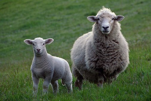 羊,农业,牲畜,羊肉,羊毛,农村,家养,白,原野,群,羊群,寻找,草,