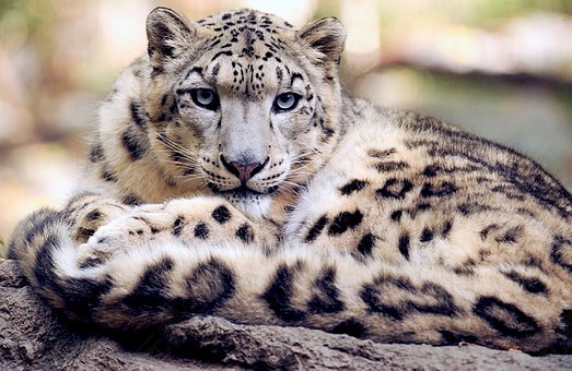 雪豹,斜倚盯着,地面,寻找,猫的,大,猫,动物,野生动物,捕食者,景点