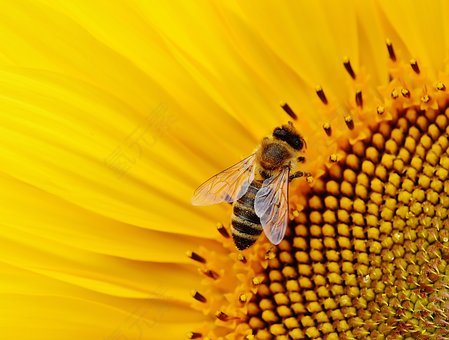 向日葵,蜜蜂,夏季,花园,开花,黄色,昆虫,性质,授粉,关闭,花粉,宏
