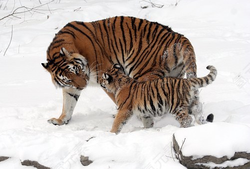 虎,西伯利亚虎,虎崽,金钱豹底格里斯河 altaica,年轻的动物,家