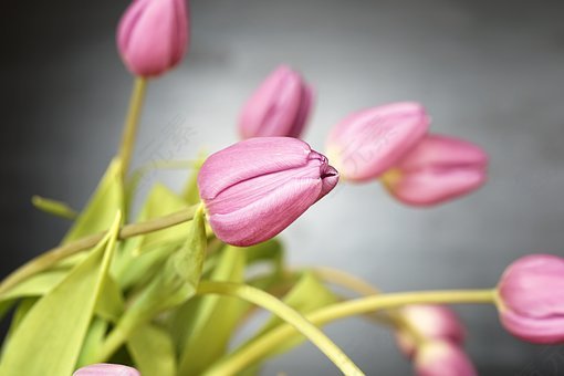 郁金香,鲜花,开花,春天,性质,厂,粉红色,盛开,绿色,tulpenb