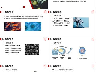 《病毒》人教版八年级生物上册PPT课件