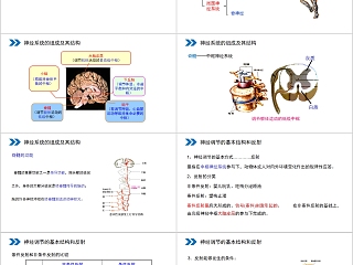 《通过神经系统的调节》人教版高中生物上册PPT课件