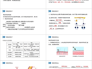 《免疫调节》人教版高中生物上册PPT课件