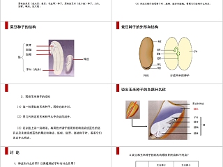 《种子植物 》人教版七年级生物PPT课件