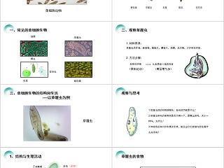 《单细胞生物 》人教版七年级生物PPT课件