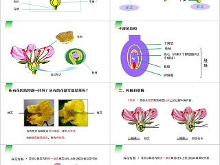 《开花和结果》人教版七年级生物PPT课件