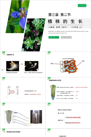 《植株的生长》人教版七年级生物PPT课件