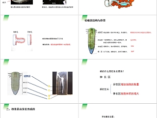 《植株的生长》人教版七年级生物PPT课件