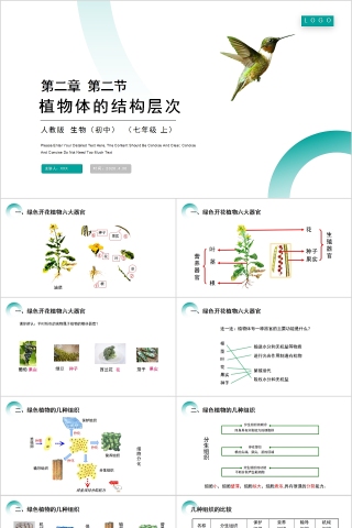 《植物体的结构层次 》人教版七年级生物PPT课件