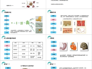 《动物体的结构层次》人教版七年级生物PPT课件