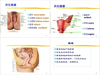 简约清新妇科炎症知识PPT模板