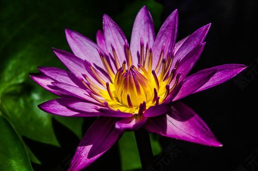 水百合,紫色,花,美丽,睡莲,盛开,开花,免費的照片,免费图片