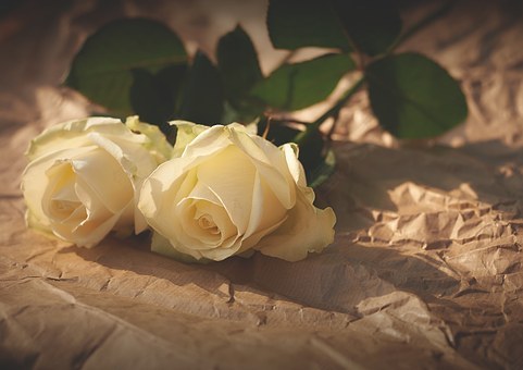白玫瑰,鲜花,浪漫,爱,情人节,周年,优雅,微妙,符号,免費的照片,免