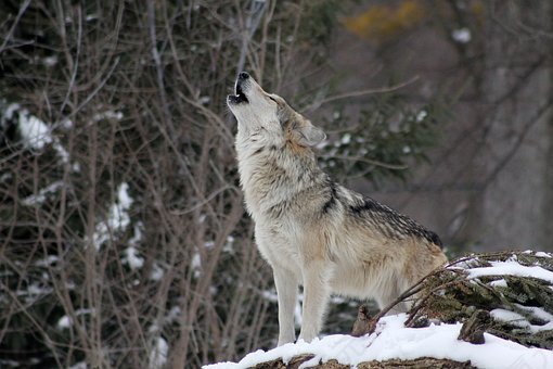 狼,嚎叫,动物,野生,自然,野生动物,免費的照片,免费图片